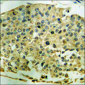 Anti-phospho-NF-kappaB p105/p50 (pSer907) antibody produced in rabbit affinity isolated antibody