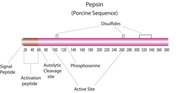 胃蛋白酶 来源于猪胃粘膜 lyophilized powder, &#8805;2,500&#160;units/mg protein (E1%/280)