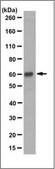 Anti-CBS Antibody, clone 9F3.2 clone 9F3.2, from mouse