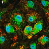 Anti-IL-33 Antibody, clone 5K9, ZooMAb® Rabbit Monoclonal recombinant, expressed in HEK 293 cells