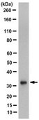 Anti-DEXRAS1 Antibody, clone 4B11.1 clone 4B11.1, from mouse