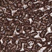 Monoclonal Anti-COX4I1 antibody produced in mouse Prestige Antibodies® Powered by Atlas Antibodies, clone CL3515, purified immunoglobulin, buffered aqueous glycerol solution