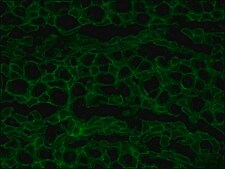 Anti-Dystrophin antibody, Mouse monoclonal clone MANDRA1, purified from hybridoma cell culture