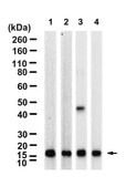 Anti-Interleukin-21 Antibody, clone 2B13 ZooMAb® Rabbit Monoclonal recombinant, expressed in HEK 293 cells