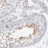 抗-DNALI1 兔抗 Prestige Antibodies® Powered by Atlas Antibodies, affinity isolated antibody, buffered aqueous glycerol solution