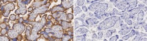 Anti-THBD Antibody, clone 1I11 ZooMAb® Rabbit Monoclonal recombinant, expressed in HEK 293 cells