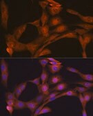 Anti-CLOCK antibody produced in rabbit
