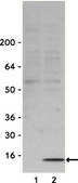 Anti-phospho-H2A.X (Ser139) Antibody Upstate®, from rabbit