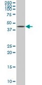 Monoclonal Anti-XBP1 antibody produced in mouse clone 3F5, purified immunoglobulin, buffered aqueous solution
