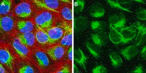 Anti-Calreticulin Antibody, clone 1F16 ZooMAb® Rabbit Monoclonal recombinant, expressed in HEK 293 cells