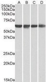 Anti-PTBP1/PTB antibody produced in goat affinity isolated antibody, buffered aqueous solution