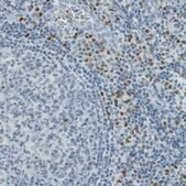 Monoclonal Anti-RUNX2 antibody produced in mouse Prestige Antibodies® Powered by Atlas Antibodies, clone CL0232, purified immunoglobulin, buffered aqueous glycerol solution