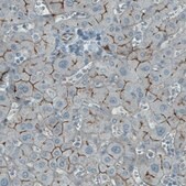 Monoclonal Anti-OCLN antibody produced in mouse Prestige Antibodies® Powered by Atlas Antibodies, clone CL1608, purified immunoglobulin, buffered aqueous glycerol solution