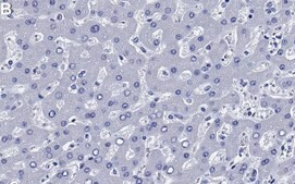Anti-CD166/ALCAM Antibody, clone 1C2 ZooMAb® Rabbit Monoclonal recombinant, expressed in HEK 293 cells