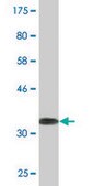 Monoclonal Anti-BIRC4 antibody produced in mouse clone 1F4, purified immunoglobulin, buffered aqueous solution