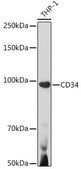 Anti- CD34 antibody produced in rabbit