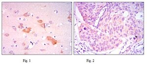 Anti-SMAD5 Antibody, clone 3H9 ascites fluid, clone 3H9, from mouse
