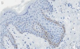 Anti-c-Jun Antibody, clone 1G8 ZooMAb® Rabbit Monoclonal recombinant, expressed in HEK 293 cells