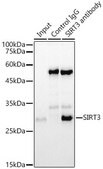 [KO Validated]Anti-SIRT3 Antibody, clone 7O4G7, Rabbit Monoclonal