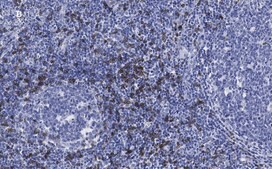 Anti-CD8a Antibody, clone 1B19, ZooMAb® Rabbit Monoclonal recombinant, expressed in HEK 293 cells