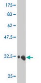 Monoclonal Anti-HEY1 antibody produced in mouse clone 3B3, purified immunoglobulin, buffered aqueous solution