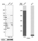 Anti-STMN1 antibody produced in rabbit Prestige Antibodies® Powered by Atlas Antibodies, affinity isolated antibody, buffered aqueous glycerol solution