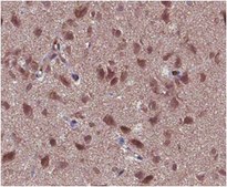 抗-GABA抗体 from rabbit, purified by affinity chromatography