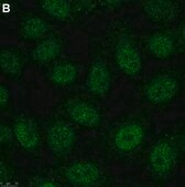 Anti-Twist1 Antibody, clone 4L15 ZooMAb® Rabbit Monoclonal recombinant, expressed in HEK 293 cells