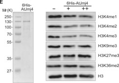Anti-dimethyl-Histone H3 (Lys4) Antibody Upstate®, from rabbit