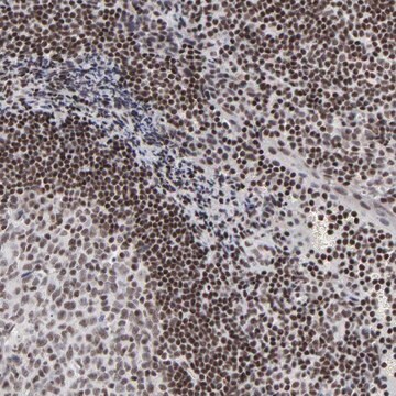 Anti-SP2 antibody produced in rabbit Prestige Antibodies® Powered by Atlas Antibodies, affinity isolated antibody, buffered aqueous glycerol solution