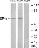 Anti-Estrogen Receptor-α antibody produced in rabbit affinity isolated antibody