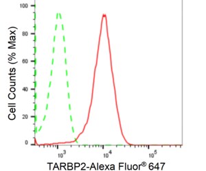 KD-Validated Anti TARBP2 Antibody, clone 24GB2425, Rabbit Monoclonal clone 24GB2425, recombinant rabbit monoclonal, expressed in HEK293 cells