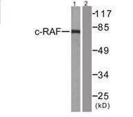 Anti-C-RAF, N-Terminal antibody produced in rabbit affinity isolated antibody