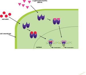 (Z)-4-羟三苯氧胺 ≥98% Z isomer