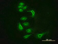 Monoclonal Anti-EIF2C2 antibody produced in mouse clone 2E12-1C9, purified immunoglobulin, buffered aqueous solution