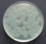 ChromoCult® Listeria Agar Enrichment-Supplement ChromoCult®, selective for Listeria spp.