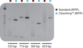 CleanAmp™ dNTP 10 μmol of each dNTP, Modified dNTP set for hot-start PCR