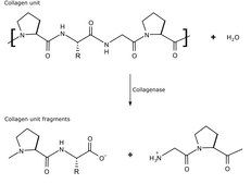 Collagenase from Clostridium histolyticum powder, suitable for cell culture, ≥4 FALGPA units/mg solid, high purity, ≥700 CDU/mg solid (CDU = collagen digestion units)