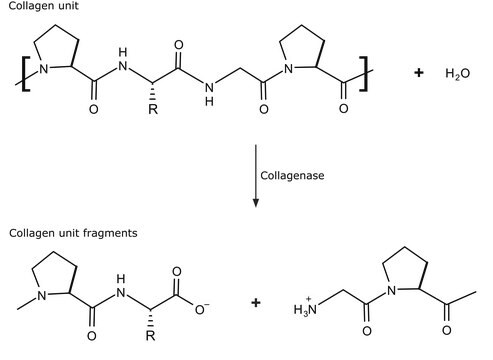 胶原酶 来源于溶组织梭菌 Type IA, 0.5-5.0&#160;FALGPA units/mg solid, &#8805;125&#160;CDU/mg solid, For general use