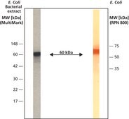 Anti-GroEL antibody produced in rabbit IgG fraction of antiserum, buffered aqueous solution