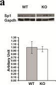Anti-Sp1 Antibody Upstate®, from rabbit