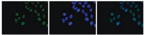 Anti-Histone H2A.Z Antibody (C-term) from rabbit, purified by affinity chromatography