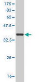 Monoclonal Anti-GZMM antibody produced in mouse clone 4D11, purified immunoglobulin, buffered aqueous solution