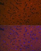 Anti-STX1A antibody produced in rabbit