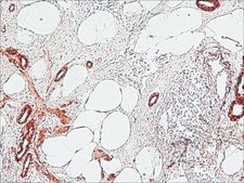抗-小鼠IgG（Fc特异性）-过氧化物酶 山羊抗 affinity isolated antibody, buffered aqueous solution
