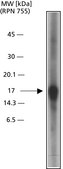 Anti-Caspase 3, Active antibody produced in rabbit IgG fraction of antiserum, buffered aqueous solution