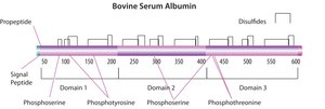 Bovine Serum Albumin solution 30%±2% in 0.85% sodium chloride, aseptically filled