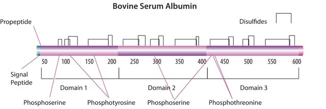 Bovine Serum Albumin solution 30% in saline, high avidity, contains azide and caprylate, aseptically filled