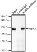 Anti-Hsp90α Antibody, clone 0R3S6, Rabbit Monoclonal