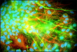 抗-神经丝200 兔抗 IgG fraction of antiserum, buffered aqueous solution